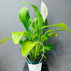 Spatifillium v podarochnoj sumochke