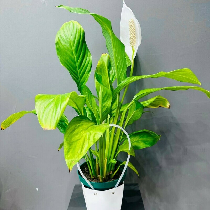 Спатифиллиум в подарочной сумочке, стандартный