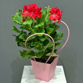 Пеларгония красная в сумочке