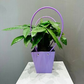 Пахира Three-Branch в подарочной сумочке