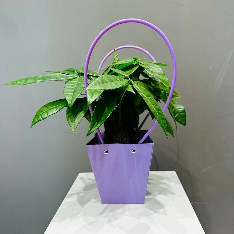 Пахира Three-Branch в подарочной сумочке, стандартный