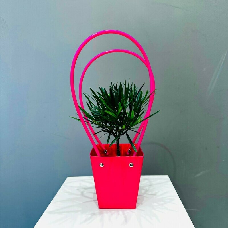 Подокарп в подарочной сумочке, стандартный