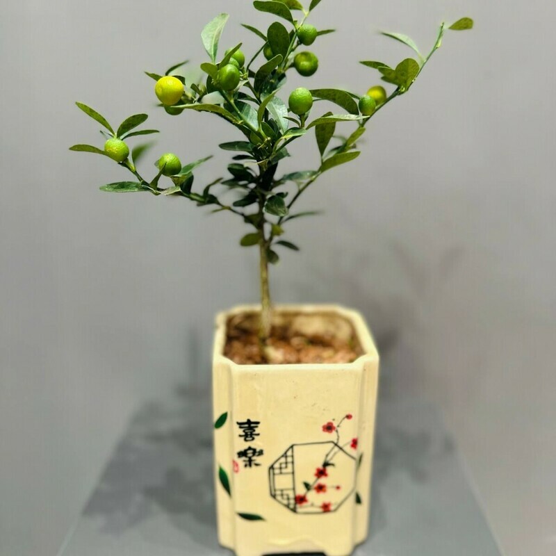 Цитрус кумкват с плодами керамическом горшке, стандартный