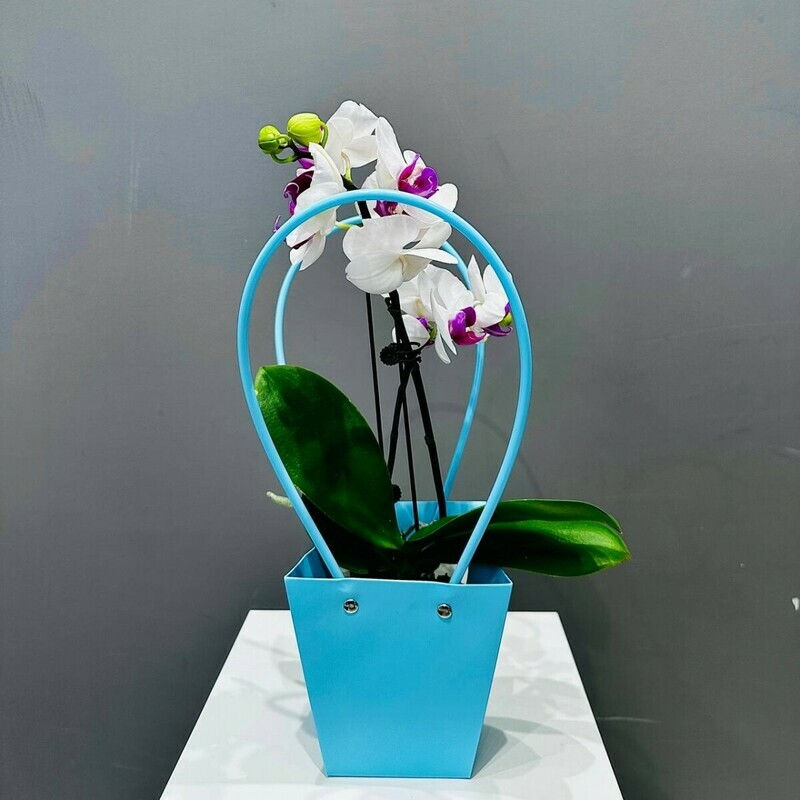 Орхидея в подарочной сумочке, стандартный