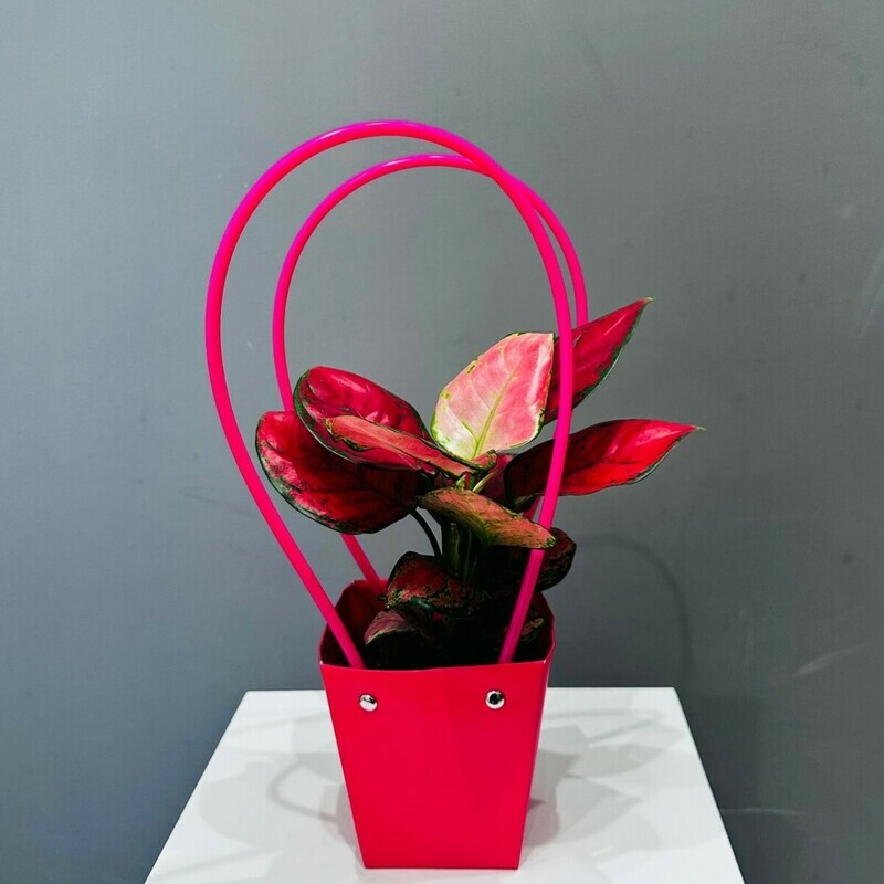 Аглаонема Wealthy Red в подарочной сумочке, стандартный