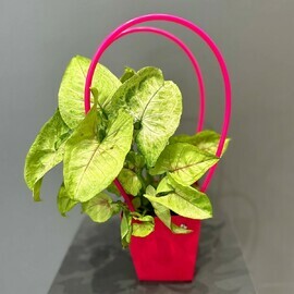 Сингониум в подарочной сумочке