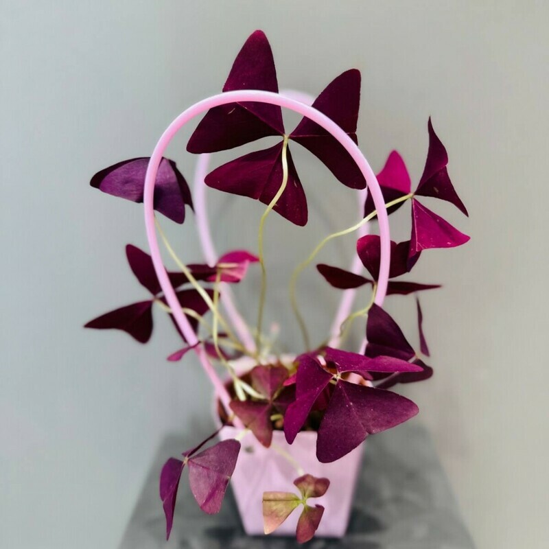 Oxalis acetosella (Кислица) в подарочной сумочке, стандартный