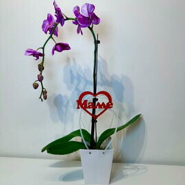 Орхидея одноствольная в сумочке