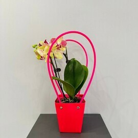 Орхидея Желтая в подарочной сумочке