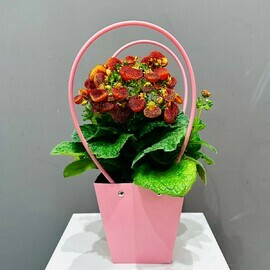 YArkaya kal_tceolyariya v sumochke