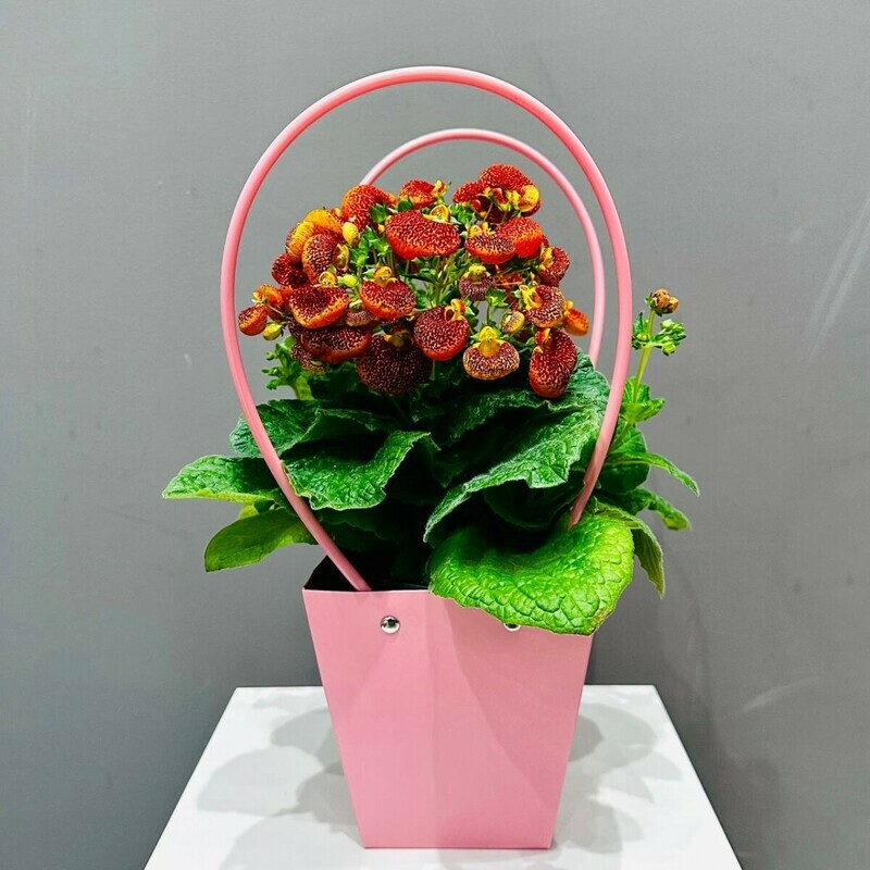 Яркая кальцеолярия в сумочке, стандартный