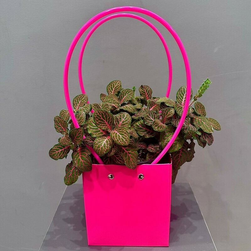 Фитония в подарочной сумочке, стандартный