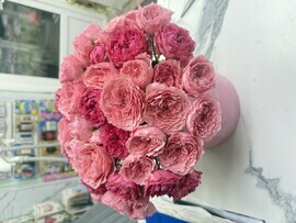 Pionovidnie Roza kustovaya