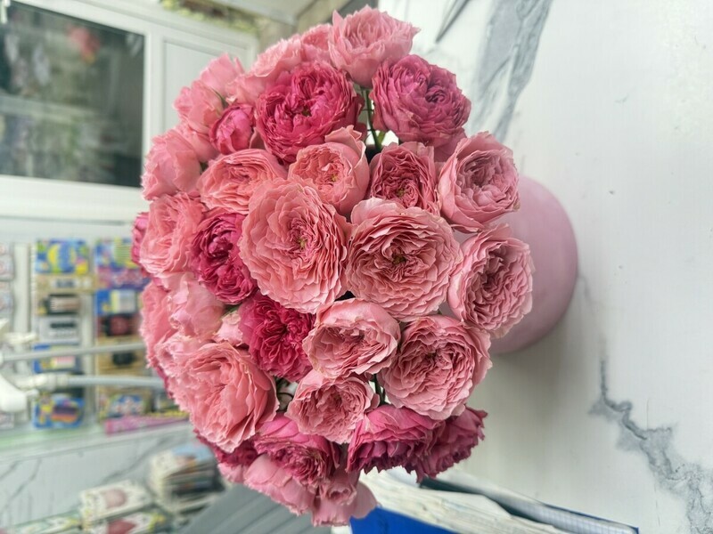 Pionovidnie Roza kustovaya, standart