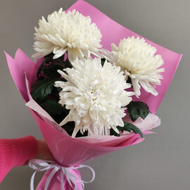 Buket iz belosnezhnih hrizantem