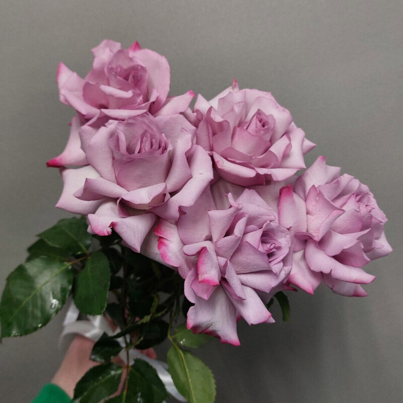 Rozi fioletovie 5, reduced