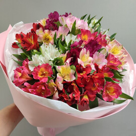 Al_stromerii raznotcvetnie