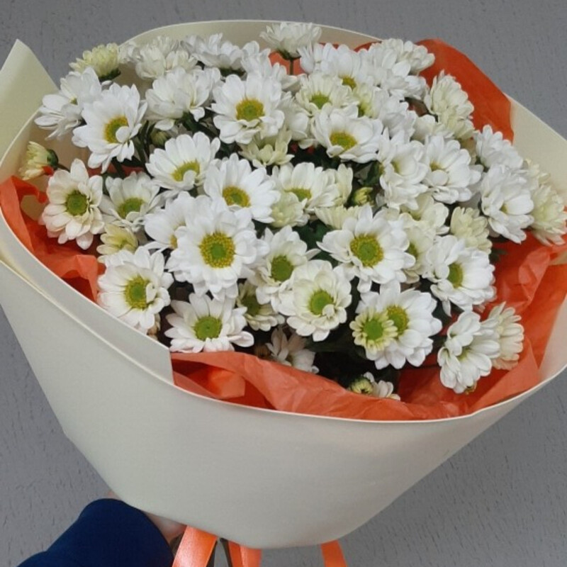 Vechnij sharm, standart