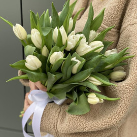 25 белых тюльпанов