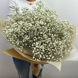 11 belih gipsofil v upakovke