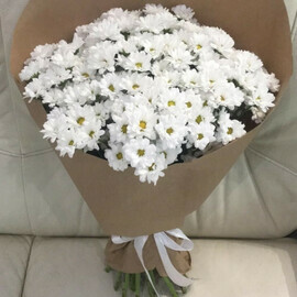 Ромашковое поле