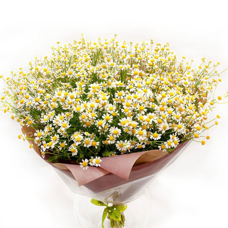 Ромашковый рай, стандартный