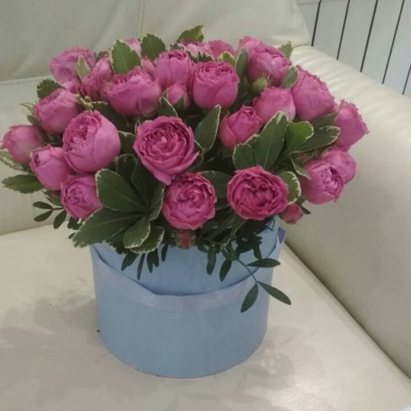 Коко, стандартный