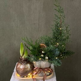 Композиция из микса хвойных растений с луковицей амариллиса (гиппеаструм)