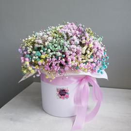 Гипсофила разноцветная "Радужные мечты"