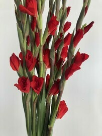 Букет из 9 красных гладиолусов 