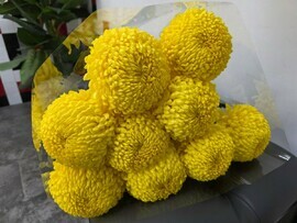 Budet iz 9 krimskij hrizantema