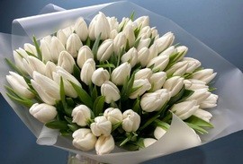 Букет из 49 белых тюльпанов 