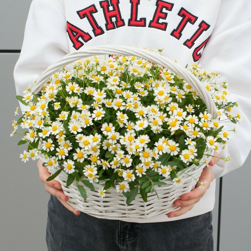 Korzinka s tcvetami "Romashkovij tcvet", standart