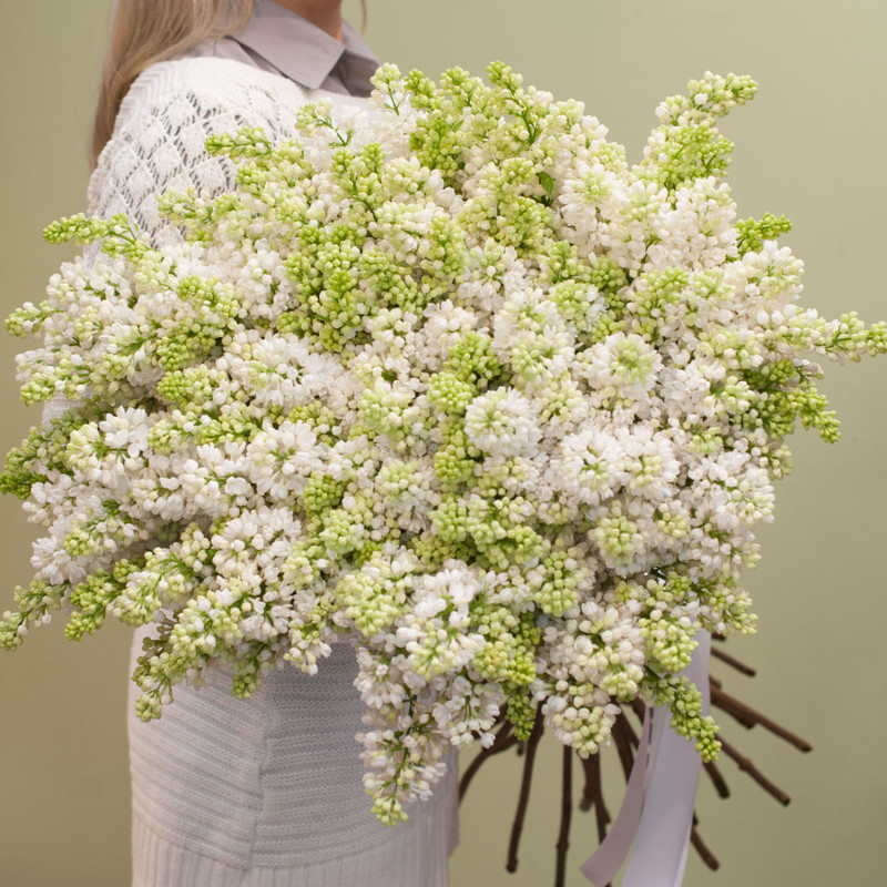 Белая сирень, стандартный