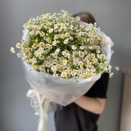 Прекрасные ромашки