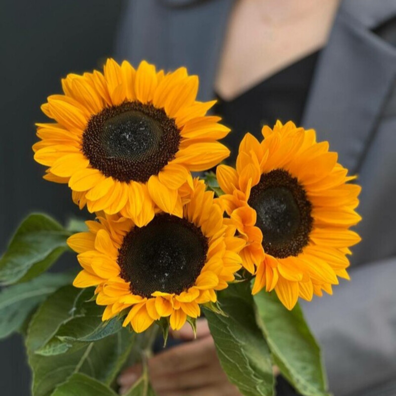 Bouquet of 3 Sunflowers, standart