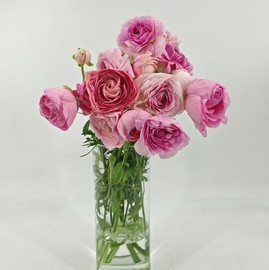 Buket iz 15 rozovih lyutikov ranunkulyusov. ZHivie tcveti dlya lyubimoj devushki, zhenshini