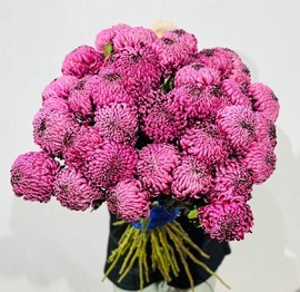 35 krupnih odnogolovih hrizantem Bigudi