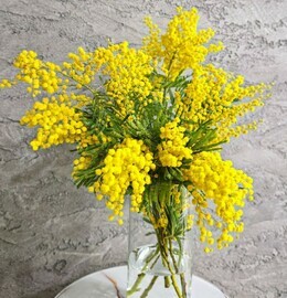 Букет ароматной мимозы 9 веточек. Мимоза на 8 марта для мамы, учителя