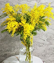 Букет из 11 веточек ароматной мимозы. Мимоза на 8 марта для мамы