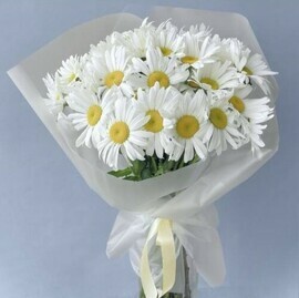 Пышный букет из 25 белых садовых ромашек в дизайнерской упаковке