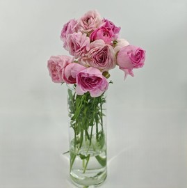 11 nezhnih rozovih ranunkulyusov. Buket lyutikov dlya lyubimoj devushki