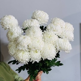 SHikarnij buket ogromnih belih hrizantem Bigudi 17 sht