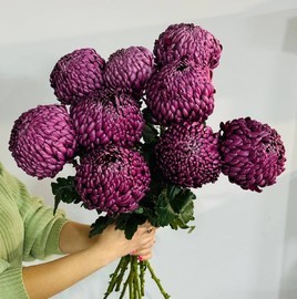 Шикарные хризантемы Бигуди 9 шт