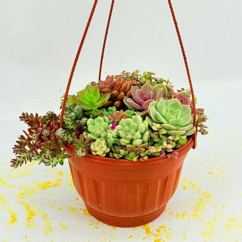 Mini garden in a hanging flower pot, a composition of rare collectible succulents, standart