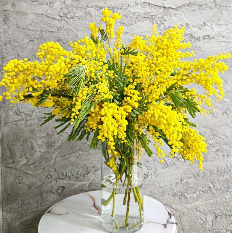Buket iz aromatnoj mimozi 15 vetochek. Mimoza na 8 marta dlya mami, kollegi, uchitelya, standart