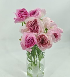 Букет из 7 розовых лютиков ранункулюсов. Живые цветы для любимой девушки