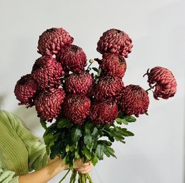 Хризантемы гиганты Бигуди цвета марсала 13 шт