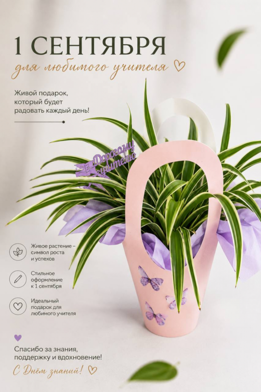 Komnatnoe rastenie hlorofitum v sumochke dlya uchitelya. Podarok uchitelyu, standart