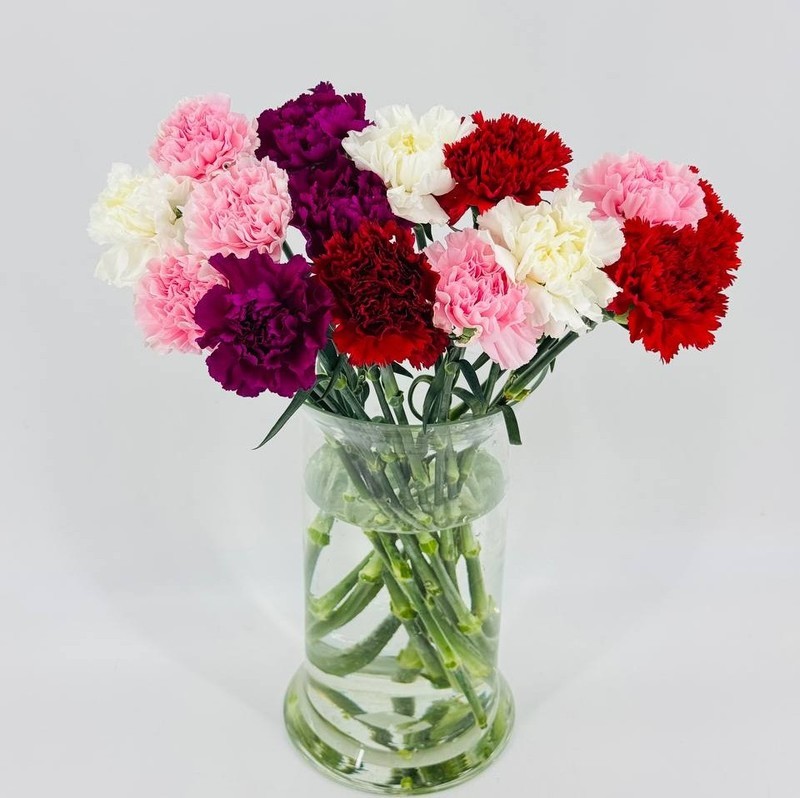 Buket iz 15 raznotcvetnih gvozdik. Raznotcvetnie diantusi. ZHivie tcveti dlya doma, standart